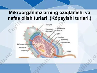 mikroorganizmlarning oziqlanishi — PPTX