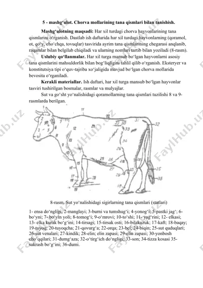 chorva mollarining tana qismlari bilan tanishish — DOCX