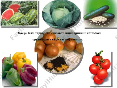 sabzavot ekinlari — PPT