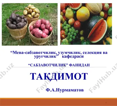 картошка, озиқ овқат ва техник аҳамият — PPT