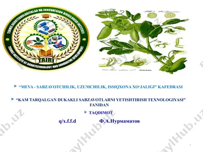 kam tarqalgan dukkakli sabzavot ekinlari — PPTX
