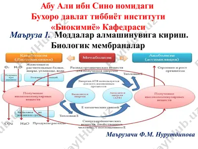 моддалар алмашинувига кириш. биологик мембраналар — PPTX