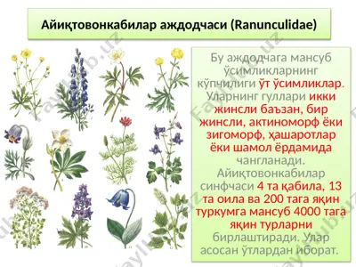 айиқтовонкабилар аждодчаси — PPTX
