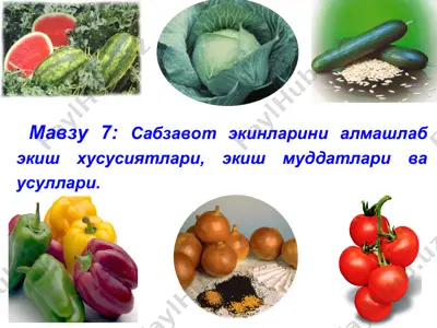 sabzavot ekinlarini almashlab ekish hususiyatlari, ekish muddatlari va usullari — PPT
