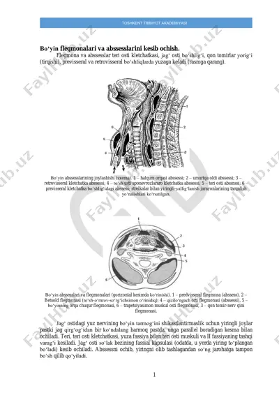 bo‘yin flegmonalari va abssesslarini kesib ochish — PDF