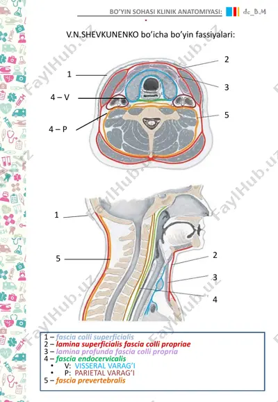 bo’yin sohasi klinik anatomiyasi: v.n.shevkunenko bo’yicha bo’yin fassiyalari — PDF