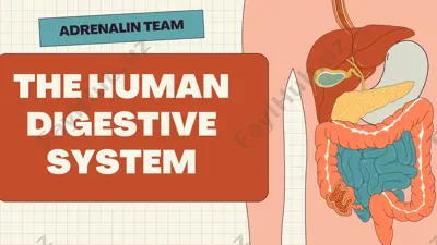 the human digestive system — PDF
