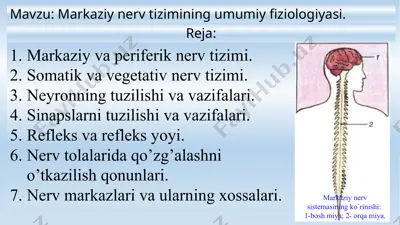 markazi nervtizimining umumiy fiziologiyasi — PPTX