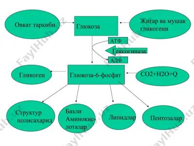 biologik kimyo kafedrasi — PPTX