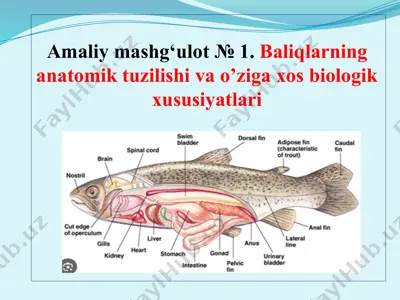 suyakli baliqlarning anatomik tuzilishi va o'ziga xos biologik xususiyatlari — PPTX