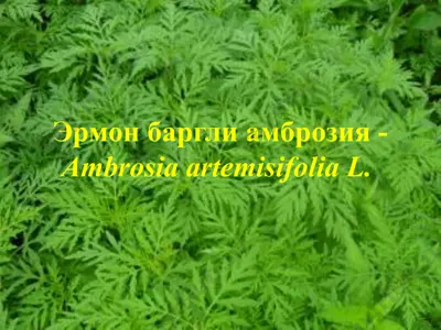 эрмон баргли амброзия (ambrosia artemisifolia l.) — PPTX