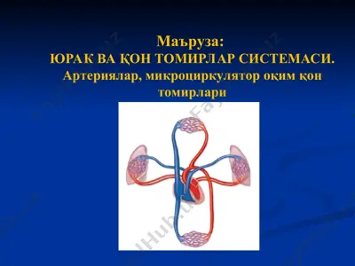 юрак ва қон томирларсистемаси — PPT