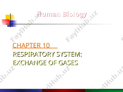 human respiratory system — PPT