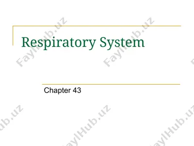 respiratory system — PPT