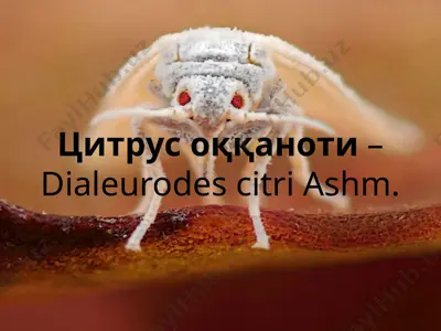 citrus oqqanoti (dialeurodes citri ashm.) — PPTX