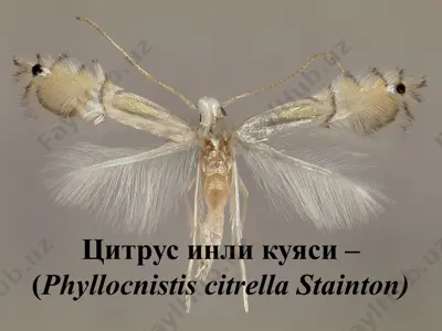 цитрус инли куяси (phyllocnistis citrella stainton) — PPTX