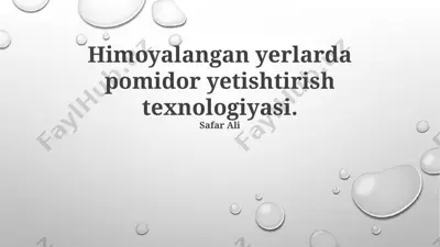 pomidor yetishtirish texnologiyasi — PPTX