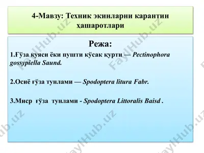 ғўза куяси ёки пушти кўсак қурти — PPTX