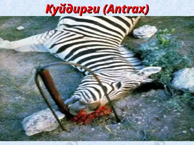 куйдирги (antrax) — PPT