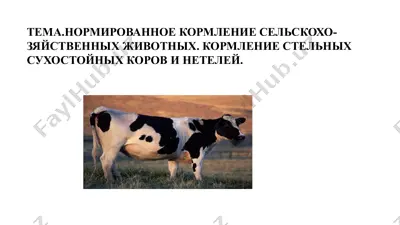нормированное кормление сельскохозяйственных животных — PPTX