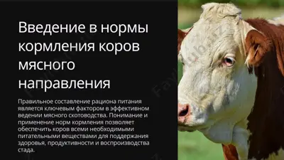 введение в нормы кормления коров мясного направления — PPTX