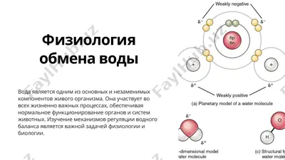вода — PPTX