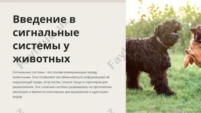 введение в сигнальные системы у животных — PPTX