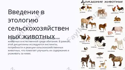 введение в этологию сельскохозяйственных животных — PPTX