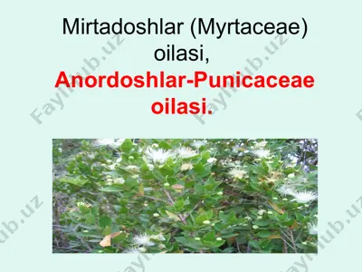 anordoshlar (punicaceae) va mirtadoshlar (myrtaceae) oilasi — PPTX
