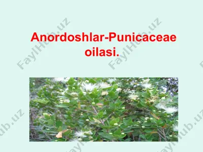 anordoshlar-punicaceae oilasi — PPTX