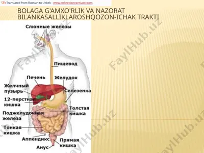 oshqozon-ichak trakti kasalliklari bo'lgan bolalarga g'amxo'rlik qilish vazifalari — PPTX