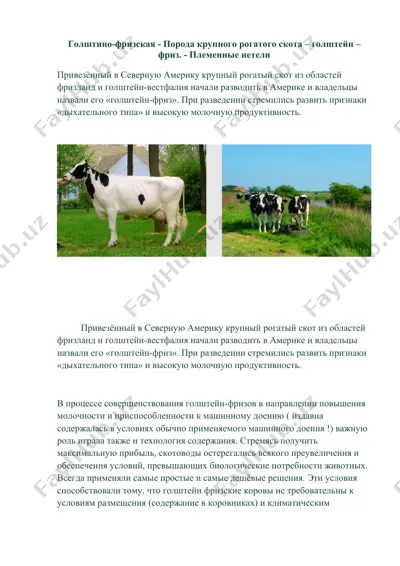 голштейн-фризская — DOCX