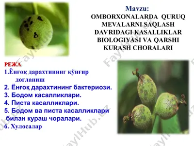 omborxonalarlarda quruq mevalarni saqlash davridagi kasalliklar biologiyasi va qarshi kurash choralari — PPT