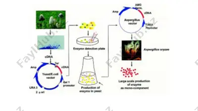 lipaza fermentideyarli asp. awamoritomon — PPTX