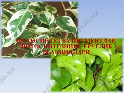 фотосинтез ва пигментлар. фотосинтезнинг ёруғлик реакциялари — PPTX