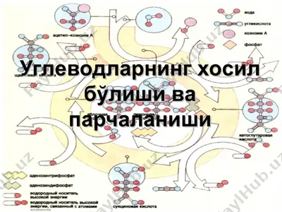 углеводларнинг хосил бўлиши ва парчаланиши — PPT