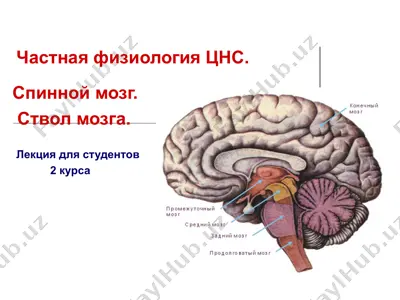 частная физиология цнс — PPT