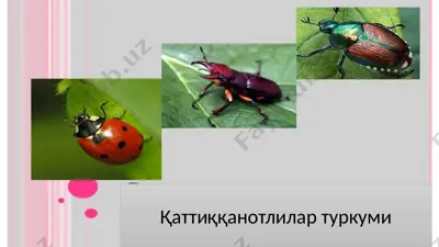 qattiqqanotlilar turlari — PPTX