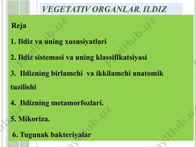 ildiz — PPTX