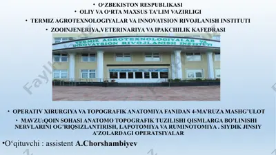qorin bo'shlig'i-hayvontanasining anatomiyasi va operativ xirurgiya — PPTX