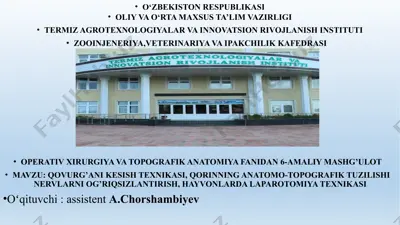 hayvonlarda laparotomiya texnikasi — PPTX