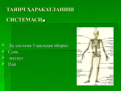 tayanch harakatlanishsistemasi — PPT