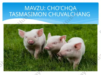 cho'chqa tasmasimon chuvalchangi — PPTX