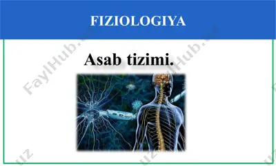 fiziologiya asab tizimi — PPTX