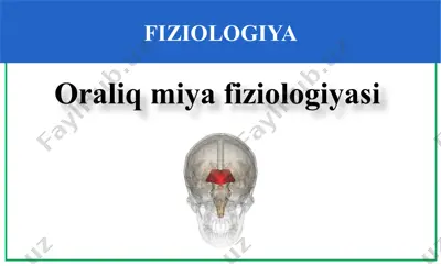oraliqmiyafiziologiyasi — PPTX