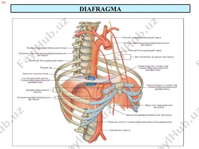 diafragma — PPTX