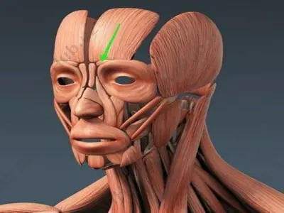 anatomik rejayizlar — PPTX