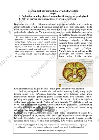 bosh miyani tuzilishi, joylashishi, vazifasi — DOC