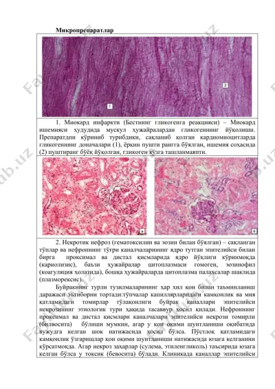 микропрепаратлар — DOC