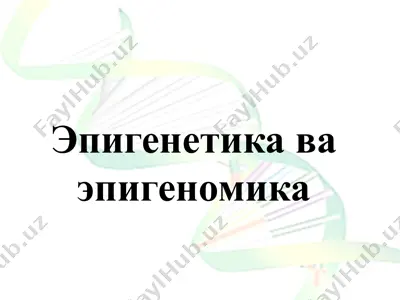 эпигенетика ва эпигеномика — PPTX